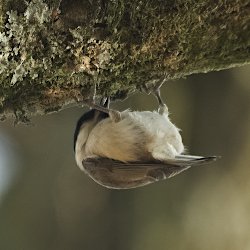 Meise kopfüber am Ast hängend