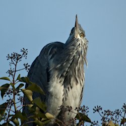 Graureiher auf Efeu