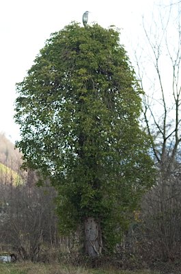 Vom Efeu überwachsener Baum