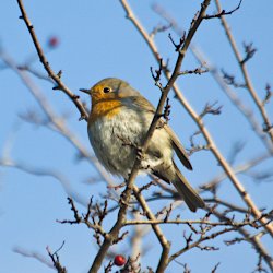 Rotkehlchen auf Weissdorn