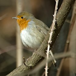 Rotkehlchen im Wald