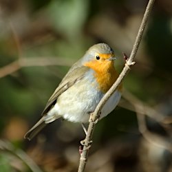 Rotkehlchen im Wald