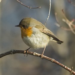 Rotkehlchen im Wald