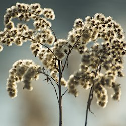 verblühte Goldrute im Gegenlicht