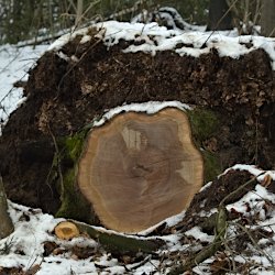 gestürzter und entwurzelter und abgesägter Baum