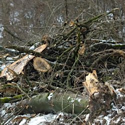 Haufen aus abgesägten Ästen und Stämmen