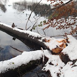 vom Biber angenagter, ins Wasser gefallener Baum