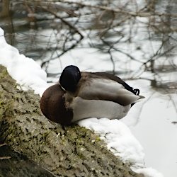 Stockente Erpel auf Baumstamm