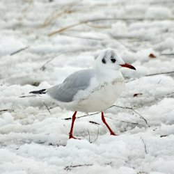 Lachmöwe im Schnee