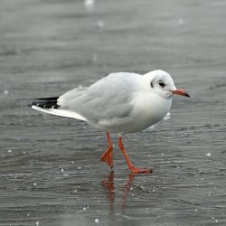 Lachmöwe läuft übers Eis