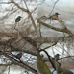 Eisvogel auf verschiedenen Bäumen