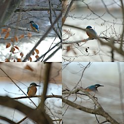 Eisvogel auf verschiedenen Bäumen