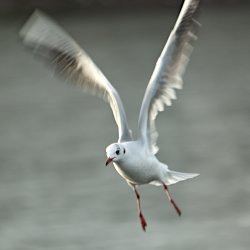 Lachmöwe im Anflug