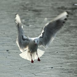 Lachmöwe im Anflug