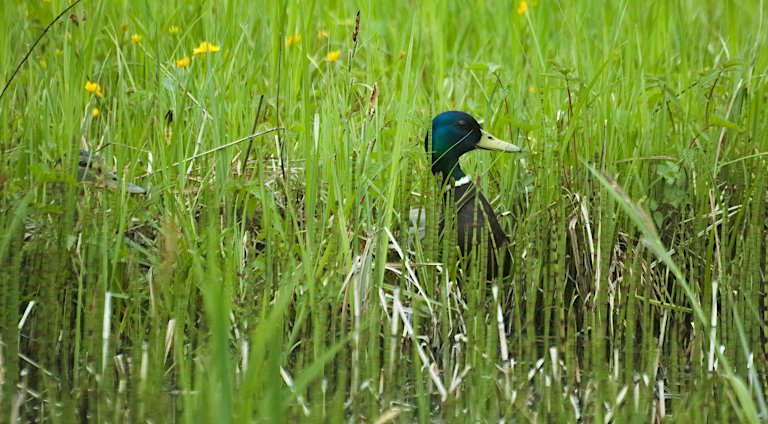 Stockenten-Paar im hohen Gras