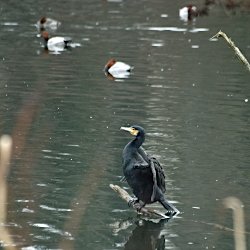 Kormoran auf Ast im See