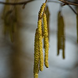 offene Haselkätzchen