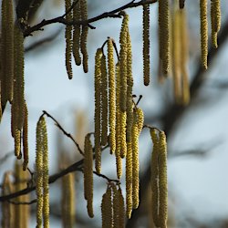 offene Haselkätzchen