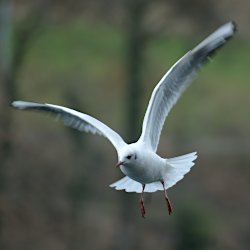 Lachmöwe im Anflug