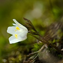 Buschwindröschen