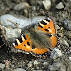 Schmetterling