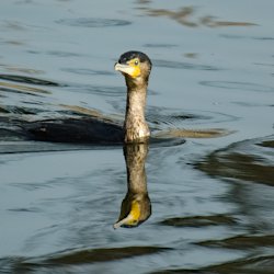 Kormoran im Wasser