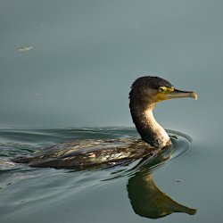 Kormoran im Wasser