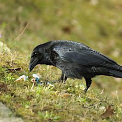 Krähe pickt Abfall auf