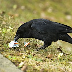 Krähe pickt Abfall auf