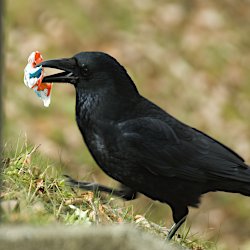 Krähe pickt Abfall auf