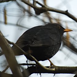 Amselmännchen auf einer Hasel