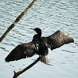 Kormoran mit ausgebreiteten Flügeln