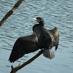 Kormoran mit ausgebreiteten Flügeln