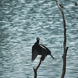 Kormoran im Gegenlicht