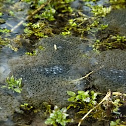 Froschlaich im Teich