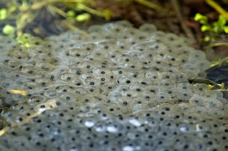 Viele Schwanzmeisen und viel Froschlaich Die gelegentliche Dosis Wald