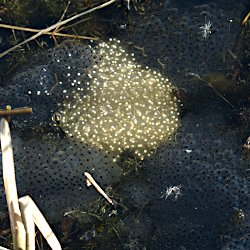 schwarzer und weisser Froschlaich