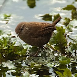 Zaunkönig auf dem Teich