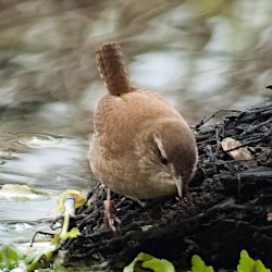 Zaunkönig auf dem Teich