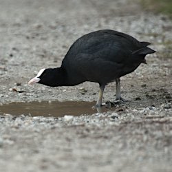 Blässhuhn an der Pfütze