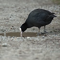 Blässhuhn trinkt aus der Pfütze