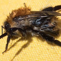 nasse Hummel auf dem Boot