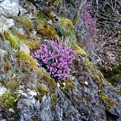 Felshang mit Moos und violetten Blüten