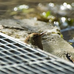 Zaunkönig schaut unter Gitter hervor