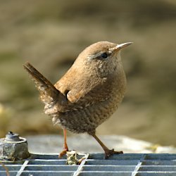 Zaunkönig