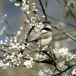 Meise in Schwarzdornblüten