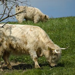 Zwei Schottische Hochlandrinder (Mutter und Kalb) am Weiden