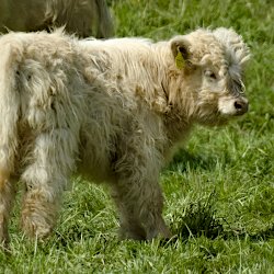 Schottisches Hochlandrind helles Kalb