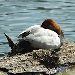 Auf im See liegendem Baumstamm ruhende männliche Tafelente