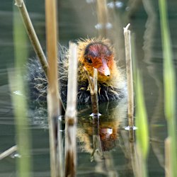 Blässhuhn Küken im Schilf